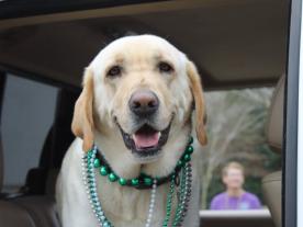 dog at mardi gras