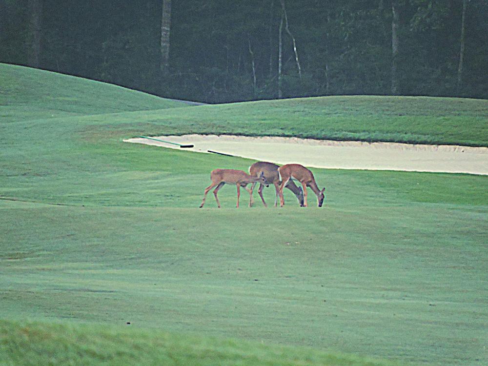 Golf Diamondhead Mississippi Golf Diamondhead Mississippi